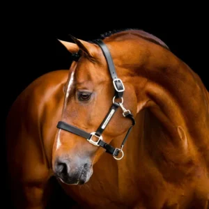Signature Leather Headcollar Koolzwart C