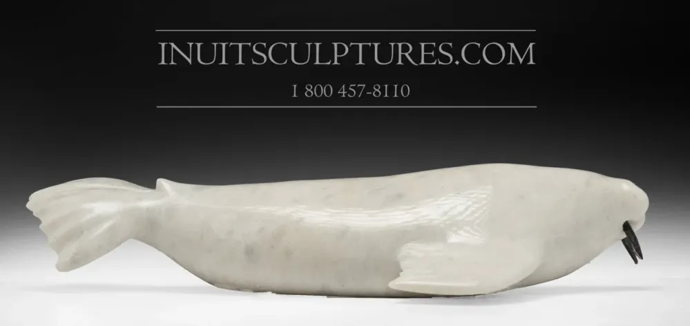Industrieel Sterk 14" Walrus Ebbenhout Tusks Emataluk Saggiak *Toothy*